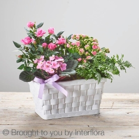 Mothers Day Mixed Planted Basket