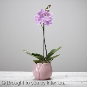 Ophelias Orchid