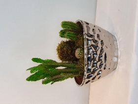 Planted Cactus